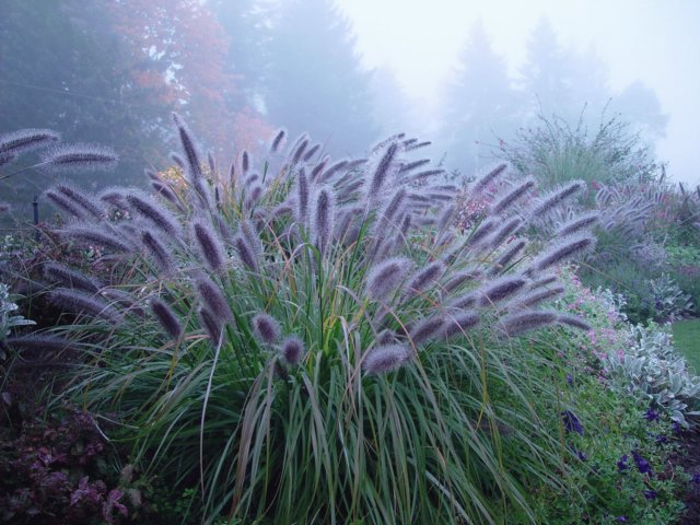 Pennisetum alopecuroides 'Moudry' |